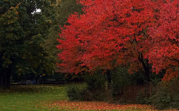 Herbstquiz