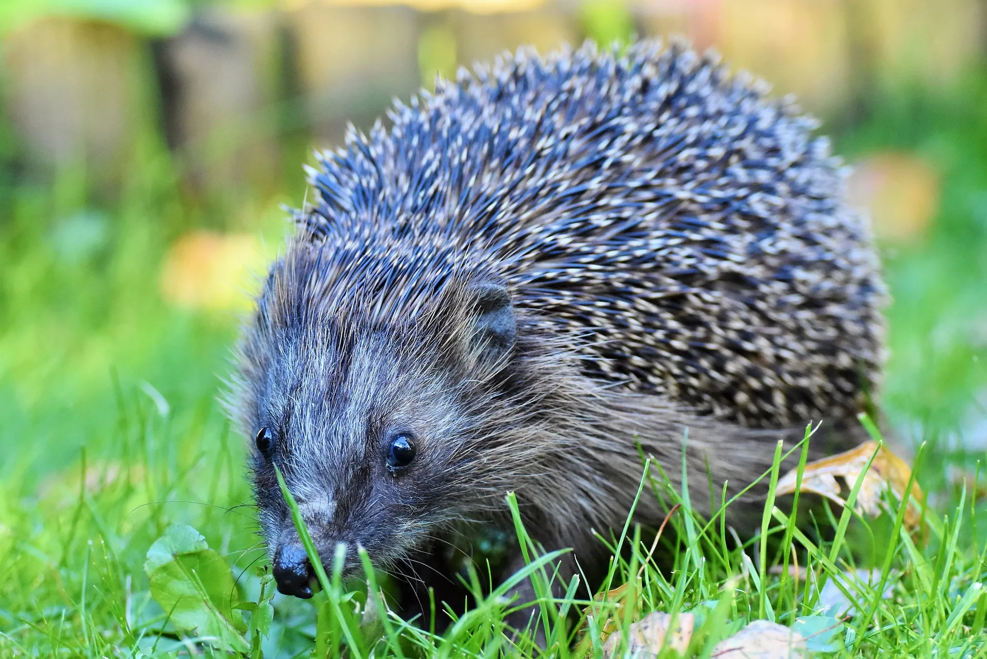 Dateiname des Bildes: 202114_hedgehog-3742929_1920