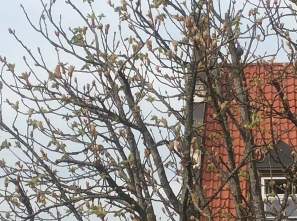 Dateiname des Bildes: Frühling2