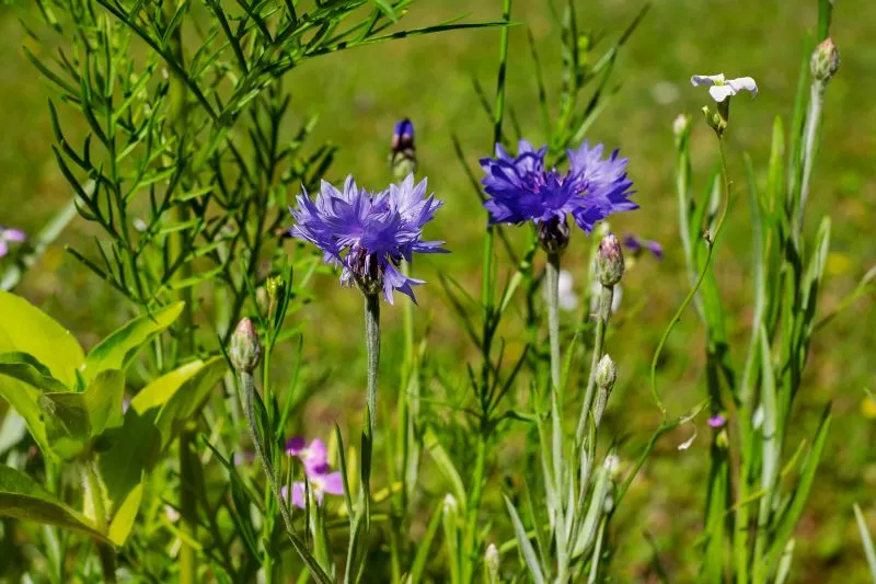 Dateiname des Bildes: Kornblume