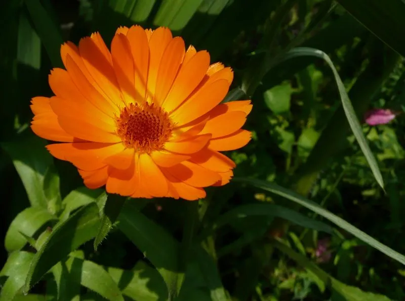Dateiname des Bildes: Ringelblume